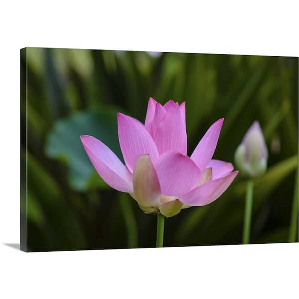 GreatBigCanvas "Quiet Lotus" by Nancy Crowell Canvas Wall Art