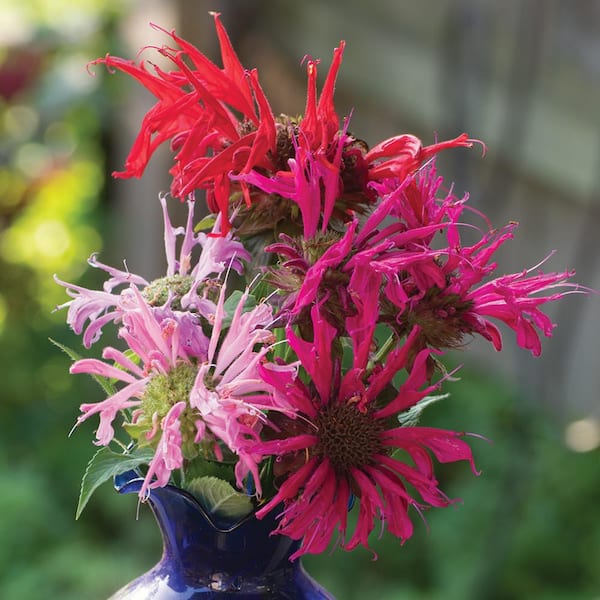ALTMAN PLANTS 2 Gal. Smart Planet Monarda Plant