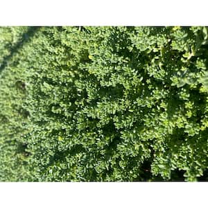 Sedum Brevfolium Stonecrop Clumpin Plant (3-Pack)