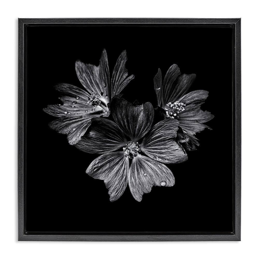 Blossom Trio on Black by Brian Carson Black Floater Frame Nature Graphic Art Print 18 in. x 18 in. price history on PriceWatchPro