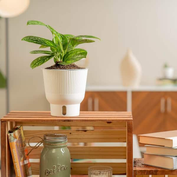 17 Cm. Monstera Indoor Plant in Sea Grass Pot