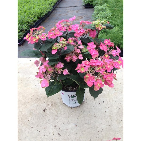 PROVEN WINNERS 4.5 in. qt. Tuff Stuff Red (Mountain Hydrangea) Live Shrub, Pink to Red Flowers
