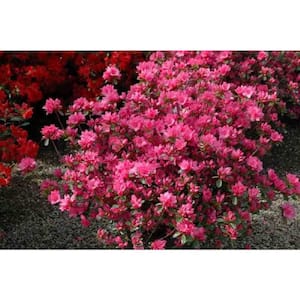 1 Gal. Tradition Azalea Live Evergreen Shrub, Pink Flowers (3-Pack)