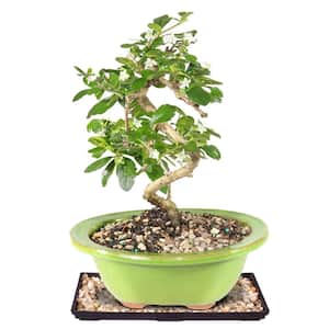 Fukien Tea Bonsai Tree Indoor Plant in Ceramic Bonsai Pot Container, 6-Years Old, 6 to 8 in.