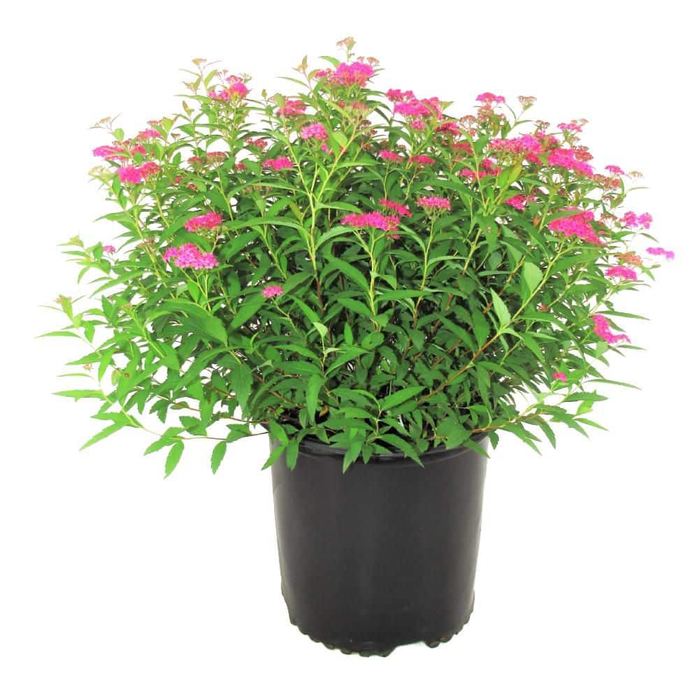 2 Gal. Neon Flash Spirea Live Shrub Plant with Dark Pink Blooms price history on PriceWatchPro