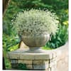 birch plant Paper White Birch Tree | USDA Zones 2-6 | 18-24 Inch (3 Pack)