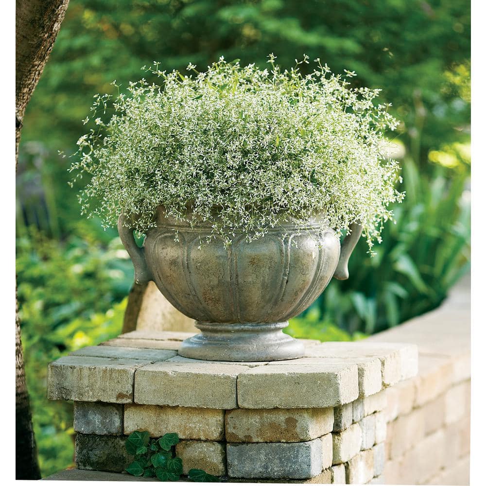 PROVEN WINNERS 4.25 in. Eco+Grande Diamond Frost (Euphorbia) Live
