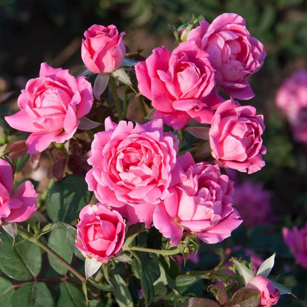 Knock Out Rose 1 Gal The Pink Double Knock Out Rose Bush With Pink Flowers The Home Depot