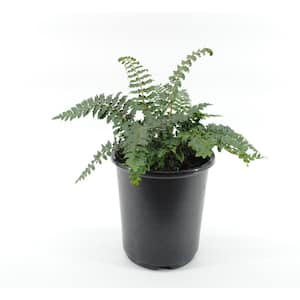 2.5 Qt. Perennial Polystichum Polyblepharmum Tassel Fern (2-Pack)