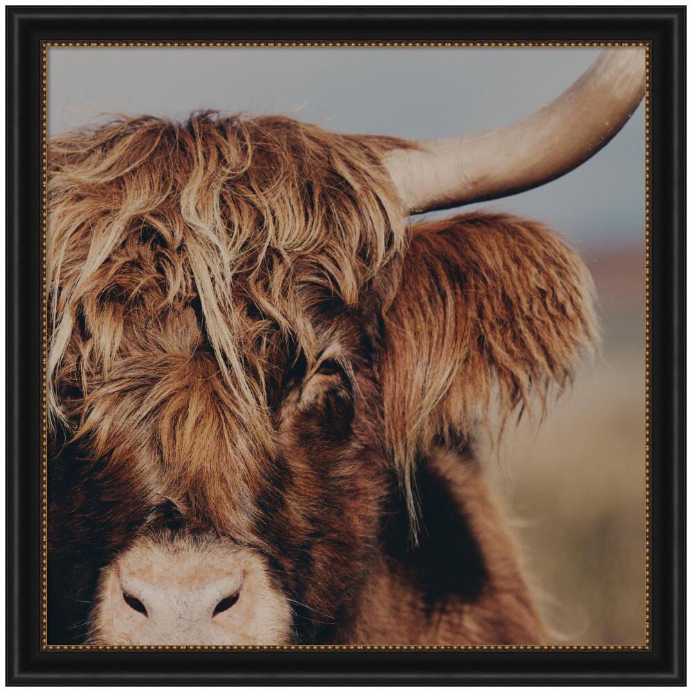 "Manhattan ""Nosy Highland"" by Laura Evans Animals Framed Art Print 36 in. x 36 in." price history on PriceWatchPro