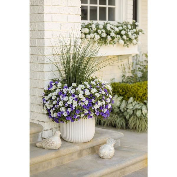 PROVEN WINNERS 4.25 in. Eco+Grande Supertunia Mini Vista White