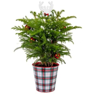 Norfolk Island Pine Indoor Plant in 6 in. Grower Pot, Avg. Shipping Height 1-2 ft. Tall with Decor Planter & Decorations