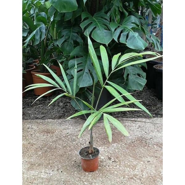 Wekiva Foliage Pemba Palm-Live Plant in a 4 in. Growers Pot-Dypsis