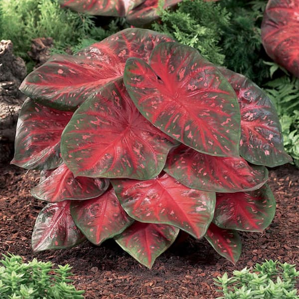 VAN ZYVERDEN Van Zyverden Caladiums Fancy Leaf Red Flash Set of 3 Bulbs