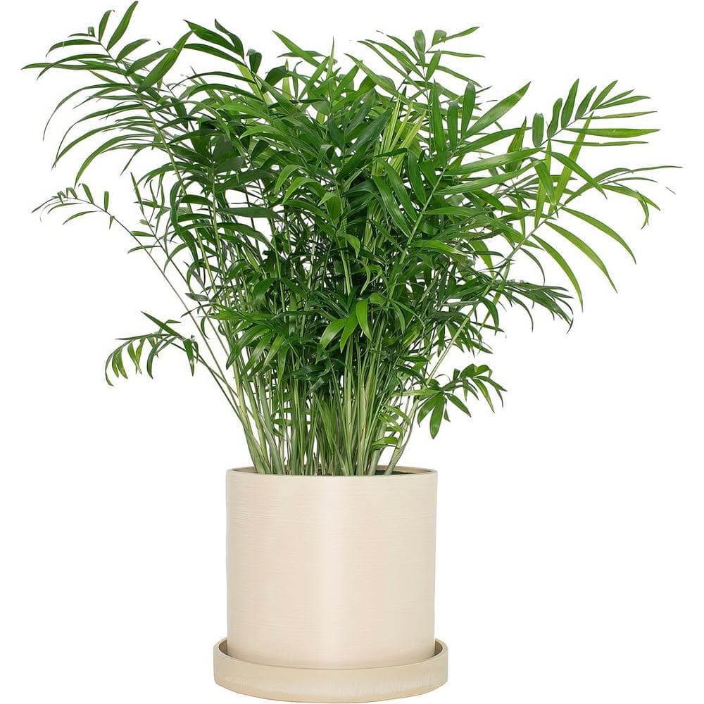 7 in. Cream Ceramic Planter with Parlor Palm Houseplant