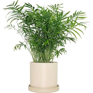 7 in. Cream Upcycled Planter with 6 in. Parlor Palm