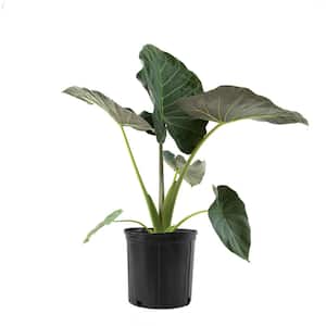 Regal Shield Elephant Ear Plant (Alocasia) in 10 in. Grower Container 1-Plant