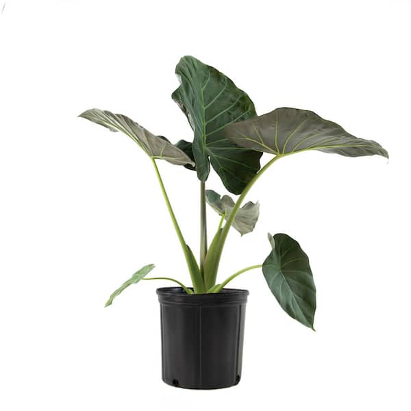 national PLANT NETWORK Regal Shield Elephant Ear Plant (Alocasia) in 10 in. Grower Container 1-Plant