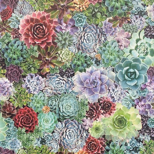 Rhea Multi-Colored Succulents Wallpaper Sample