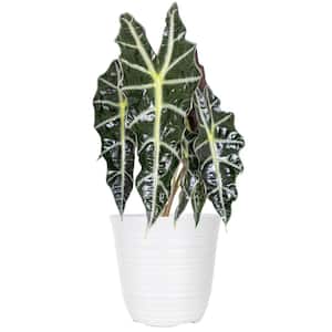 Live Alocasia Polly 'African Mask' Houseplant in 6 in. White Decor Pot