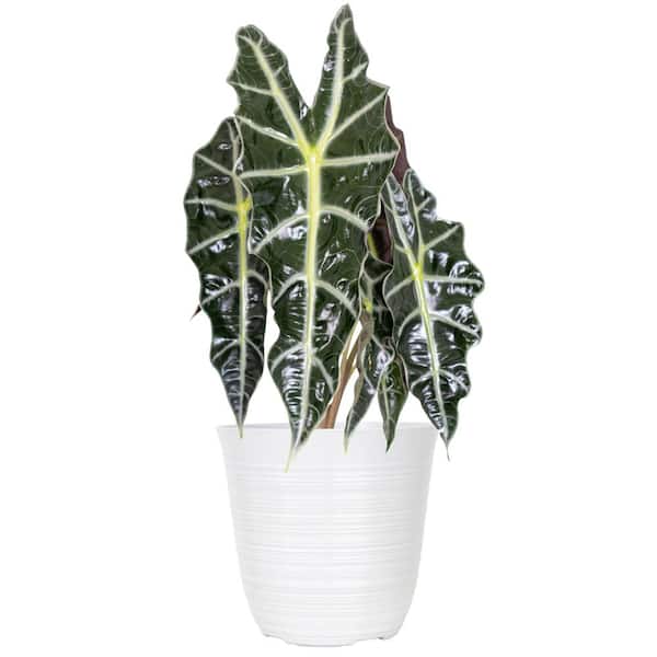 United Nursery Live Alocasia Polly 'African Mask' Houseplant in 6 in. White Decor Pot
