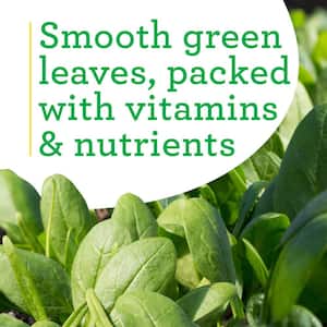 19 oz. Spinach Plant (2-Pack)