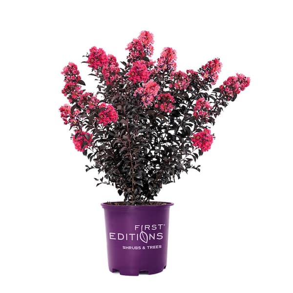 FIRST EDITIONS 3 Gal. Midnight Magic Crape Myrtle Flowering Shrub with Dark Leaves and Dark Pink Flowers