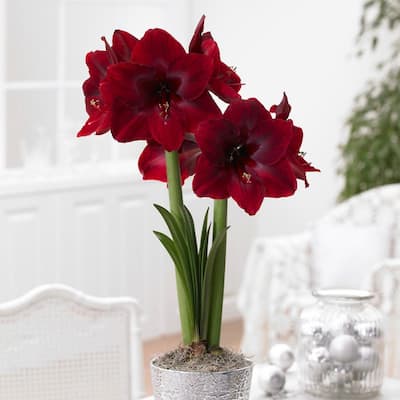 Mega Amaryllis Bulb Red Pearl Limited Availability (1-Pack)