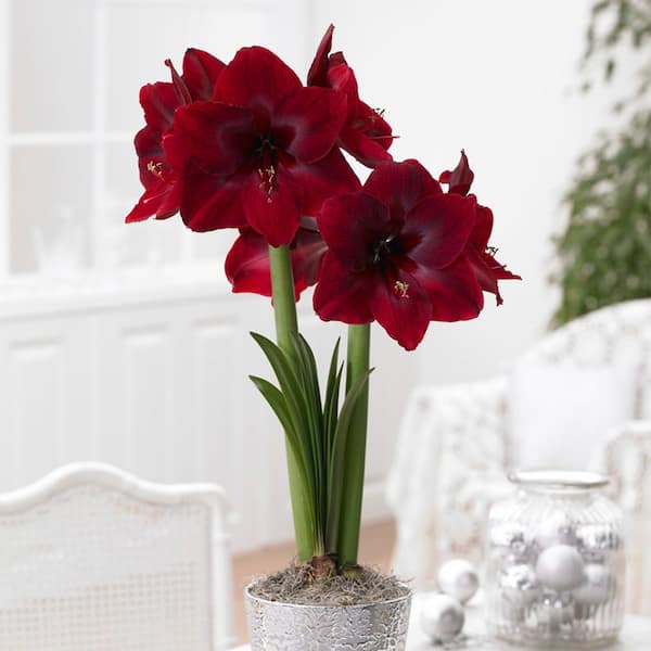 VAN ZYVERDEN Mega Amaryllis Bulb Red Pearl Limited Availability (1-Pack)
