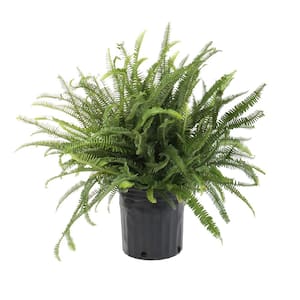 12 in. Kimberly Queen Plant in Pot