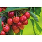 Royal Ann Cherry Tree - Up to 50 lbs. Of Sweet Blonde Cherries in a Season (Bare-Root, 3 ft. to 4 ft. Tall, 2-Years Old)