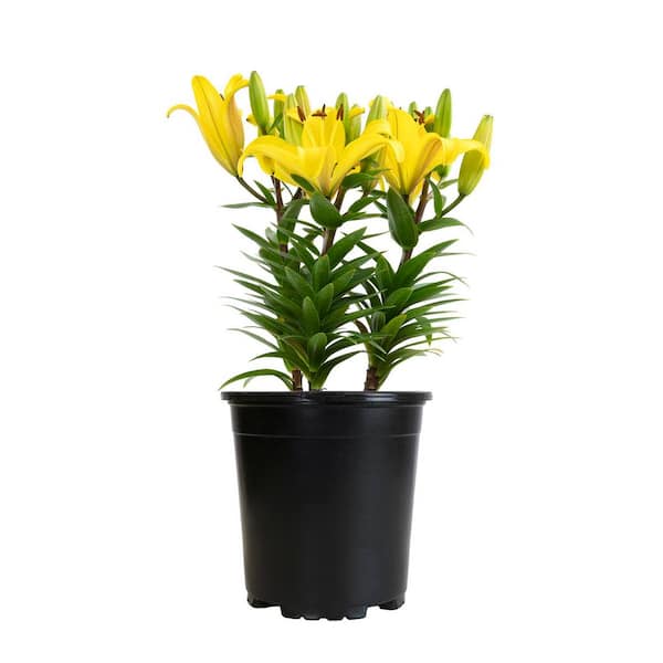 Reviews for ALTMAN PLANTS 2.6 QT. #1 Asiatic Lily Perennial Plant