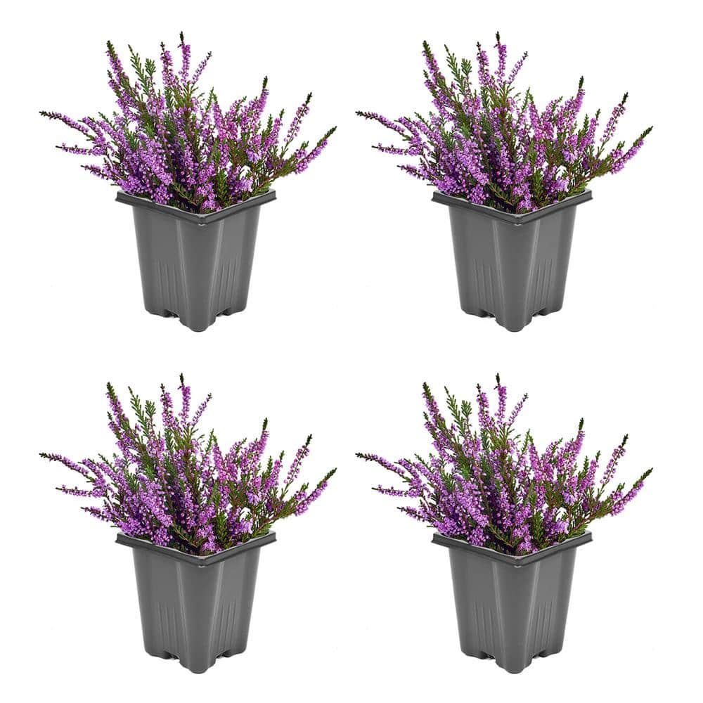 1.0 qt. Perennial Heather Calluna Renate Purple (4-Pack)