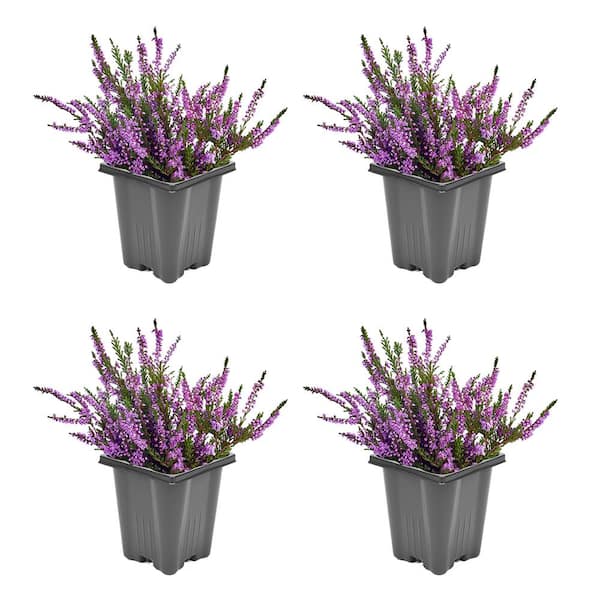 Unbranded 1.0 qt. Perennial Heather Calluna Renate Purple (4-Pack)