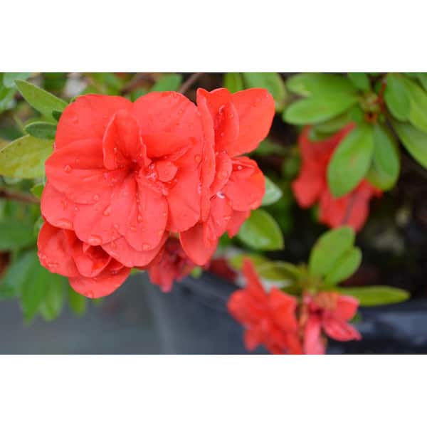SEASON TO SEASON 1 Gal. Vixen Azalea Flowering Shrub with Red Blooms
