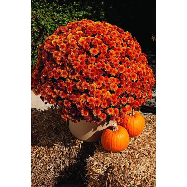 Chrysanthemum (Mum) Orange Live Plant in 2.55 qt. Grower's Pot