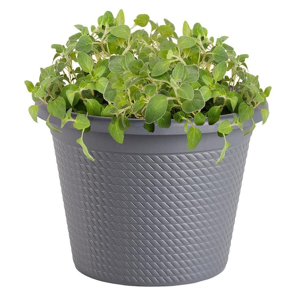 0.94 Gal. Itialian Oregano Plant