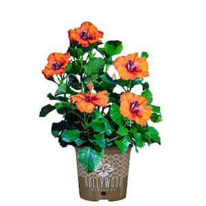 2 Gal. Hollywood Sunset Boulevard Orange Annual Hibiscus Plant with Vibrant Orange Blooms