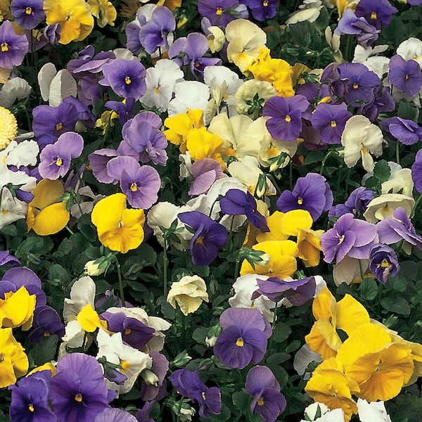 Cool Wave 1.2 Gal. Viola Cool Wave Pansy Annual Plant Mix with Assorted Color Flowers in Hanging Basket