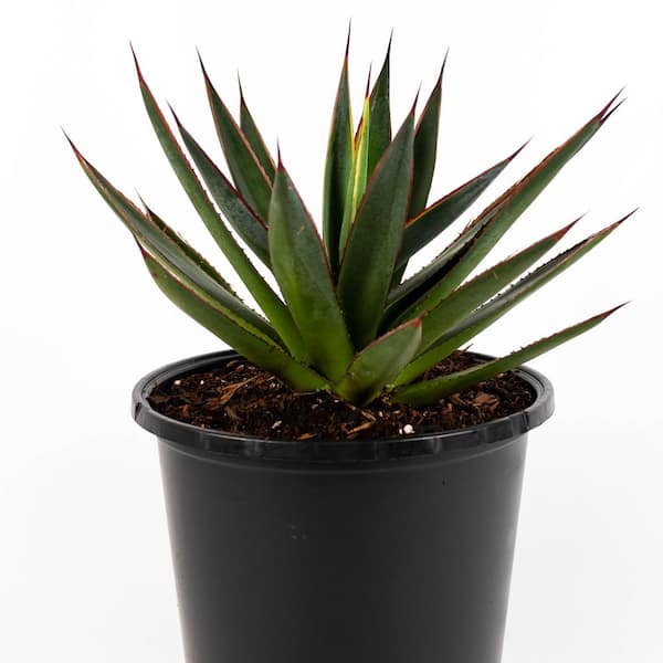 TropicalPlants.com Blue Glow (Agave) Live Plant Inside 8 in. Growers Pot
