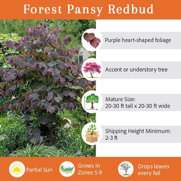 5 Gal. Forest Pansy Pink Flowering Deciduous Redbud Tree
