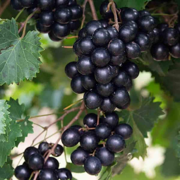 Oh Yes! Muscadine Black Grape Vine Fruit Bearing Starter Plant (1-Pack)