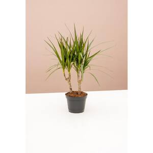 6 in. Dracaena Marginata (Dracaena Marginata) Plant in Grower Pot