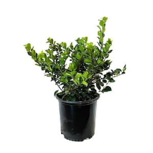 2.25 Gal. Blue Princess Holly Ilex x Meserveae 'Blue Princess' Evergreen Shrub (1 Each)