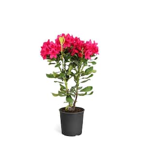 3 Gal. Rhododendron Flowering Shrub with Red Flowers