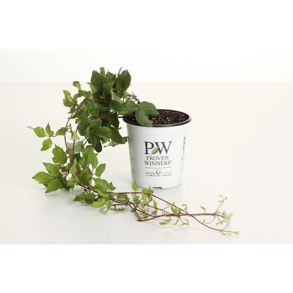 PROVEN WINNERS Diamond Ball Clematis 4.5 in. Quart