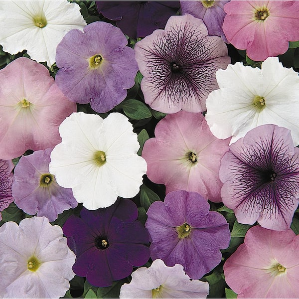 Pure Beauty Farms 4.73L. Petunia Limbo Gp Heather's Mix Flower 10 in. Hanging Basket