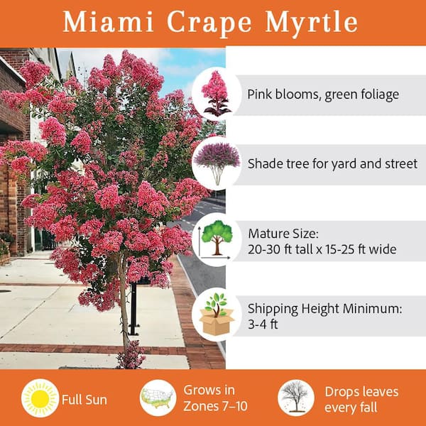 7 Gal. Miami Crape Myrtle Flowering Deciduous Tree with Pink Flowers