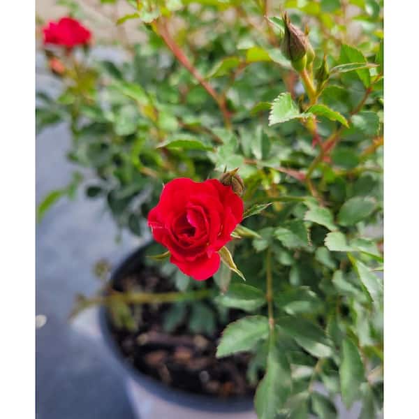 2.5 Qt. Rose Drift Assorted Colors in 6.3 in. Drift Pot