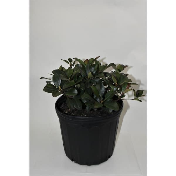 Unbranded 3G Hawthorn Dwarf White Flowering Shrub White